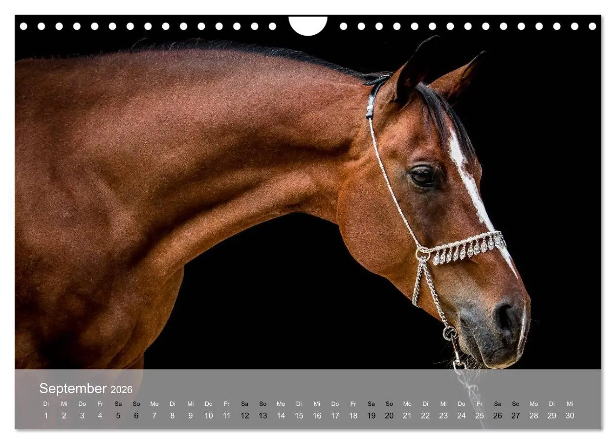 Bild: 9783516116663 | Pferde - Anmut und Stärke gepaart mit Magie (Wandkalender 2026 DIN...