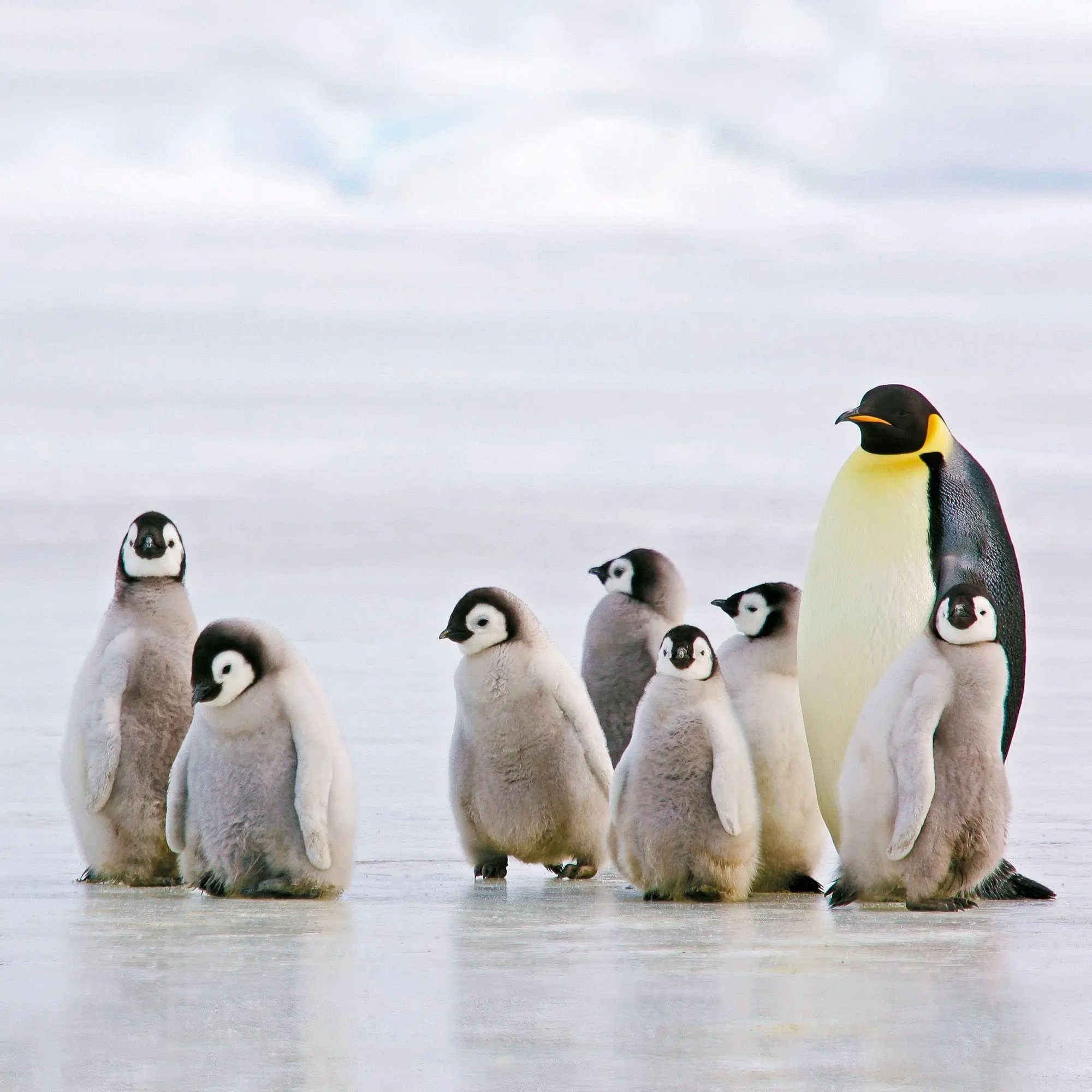 Bild: 9783959296663 | Penguins 2027 | Kalender 2027 | Kalender | 28 S. | Deutsch | 2027