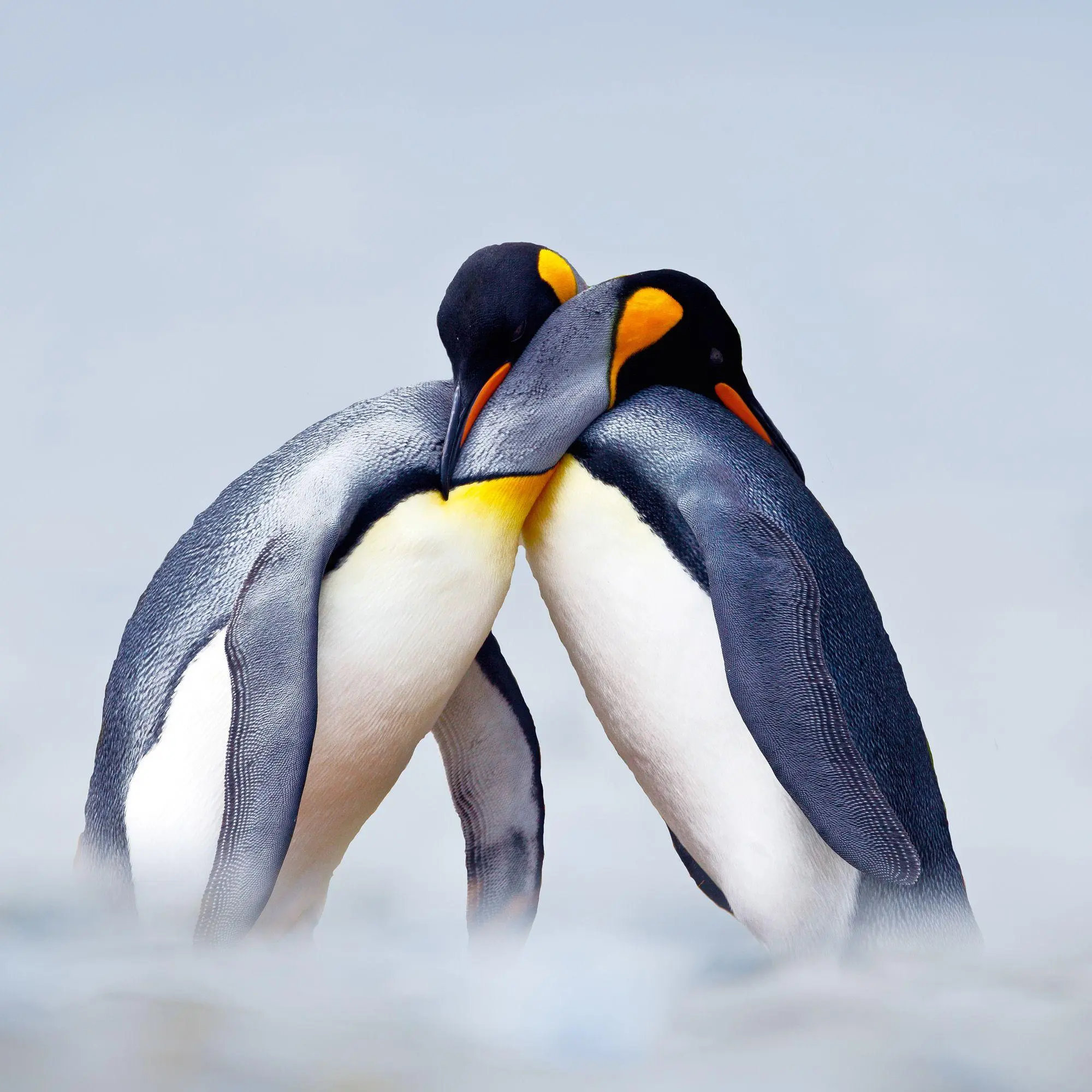 Bild: 9783959296663 | Penguins 2027 | Kalender 2027 | Kalender | 28 S. | Deutsch | 2027
