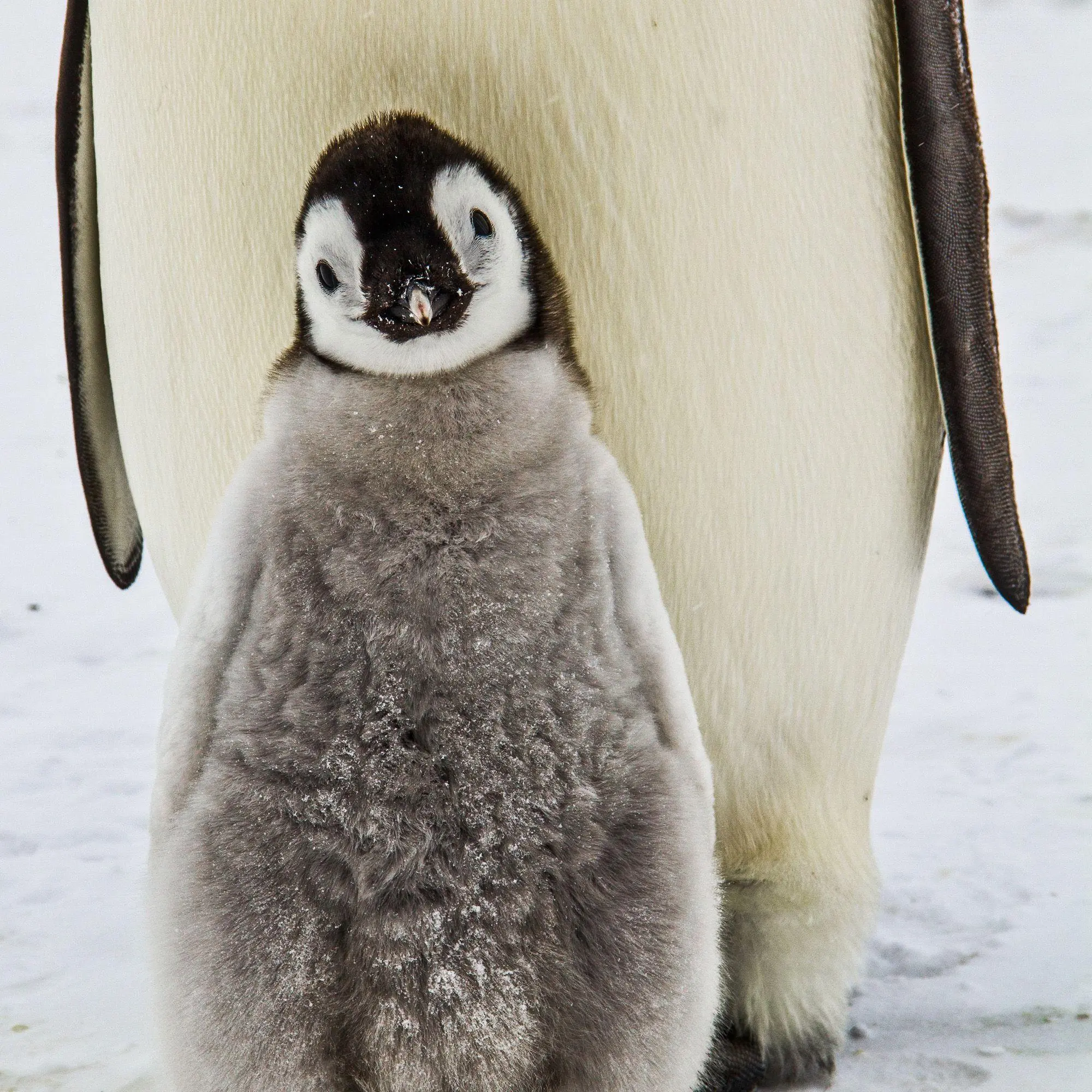 Bild: 9783959296663 | Penguins 2027 | Kalender 2027 | Kalender | 28 S. | Deutsch | 2027