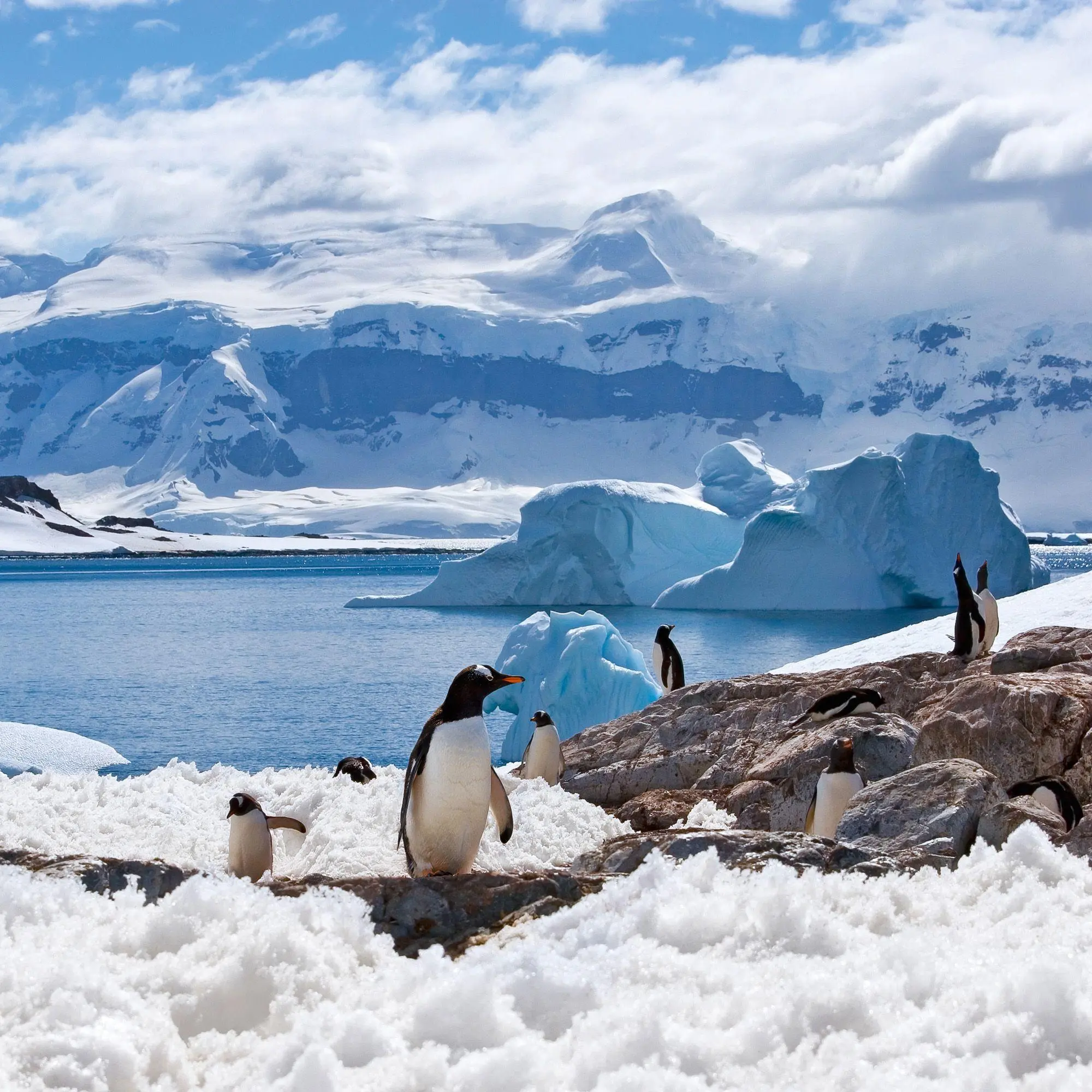 Bild: 9783959296663 | Penguins 2027 | Kalender 2027 | Kalender | 28 S. | Deutsch | 2027