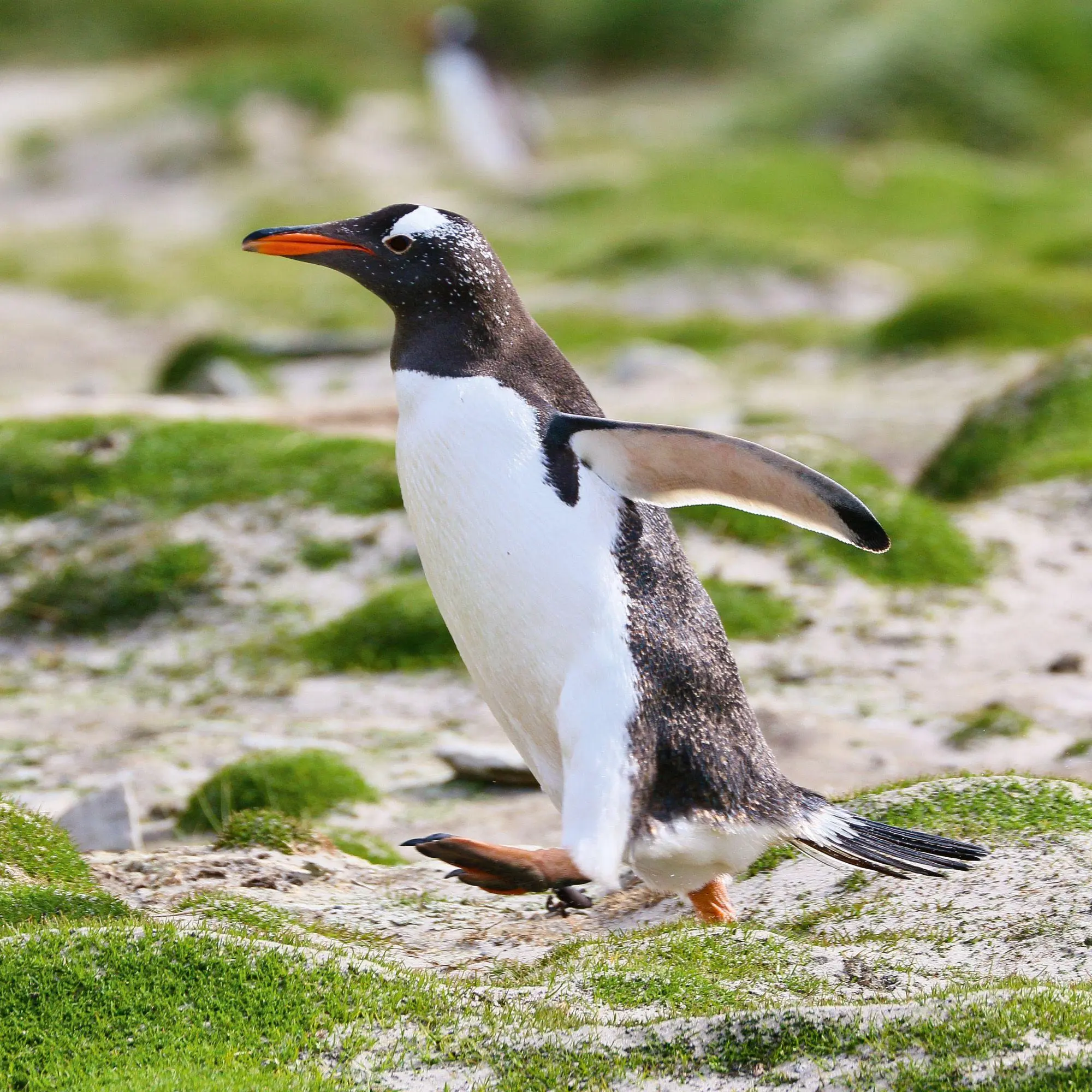 Bild: 9783959296663 | Penguins 2027 | Kalender 2027 | Kalender | 28 S. | Deutsch | 2027