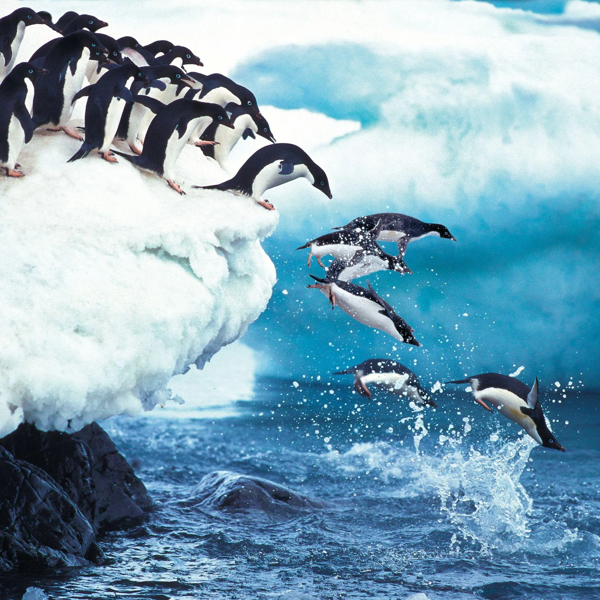 Bild: 9783959296663 | Penguins 2027 | Kalender 2027 | Kalender | 28 S. | Deutsch | 2027