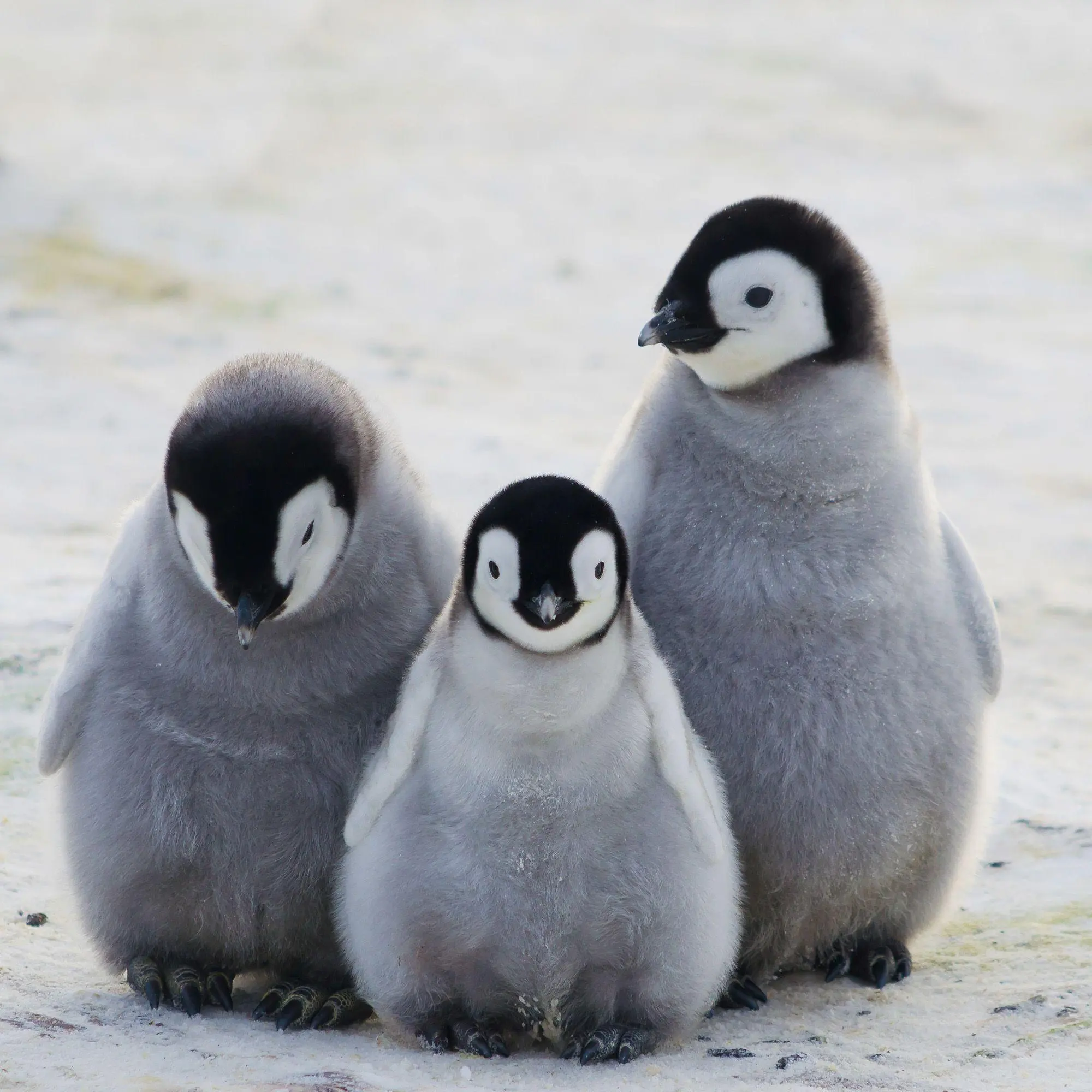 Bild: 9783959296663 | Penguins 2027 | Kalender 2027 | Kalender | 28 S. | Deutsch | 2027