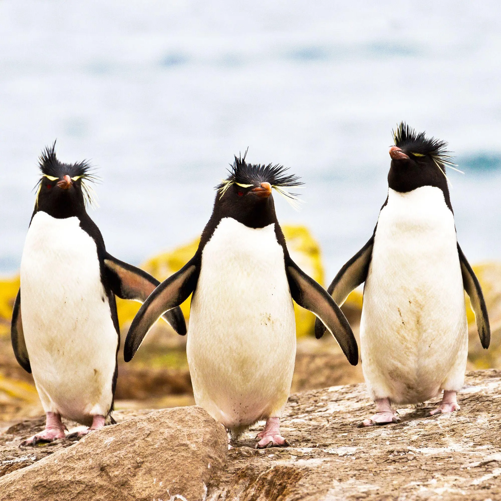 Bild: 9783959296663 | Penguins 2027 | Kalender 2027 | Kalender | 28 S. | Deutsch | 2027