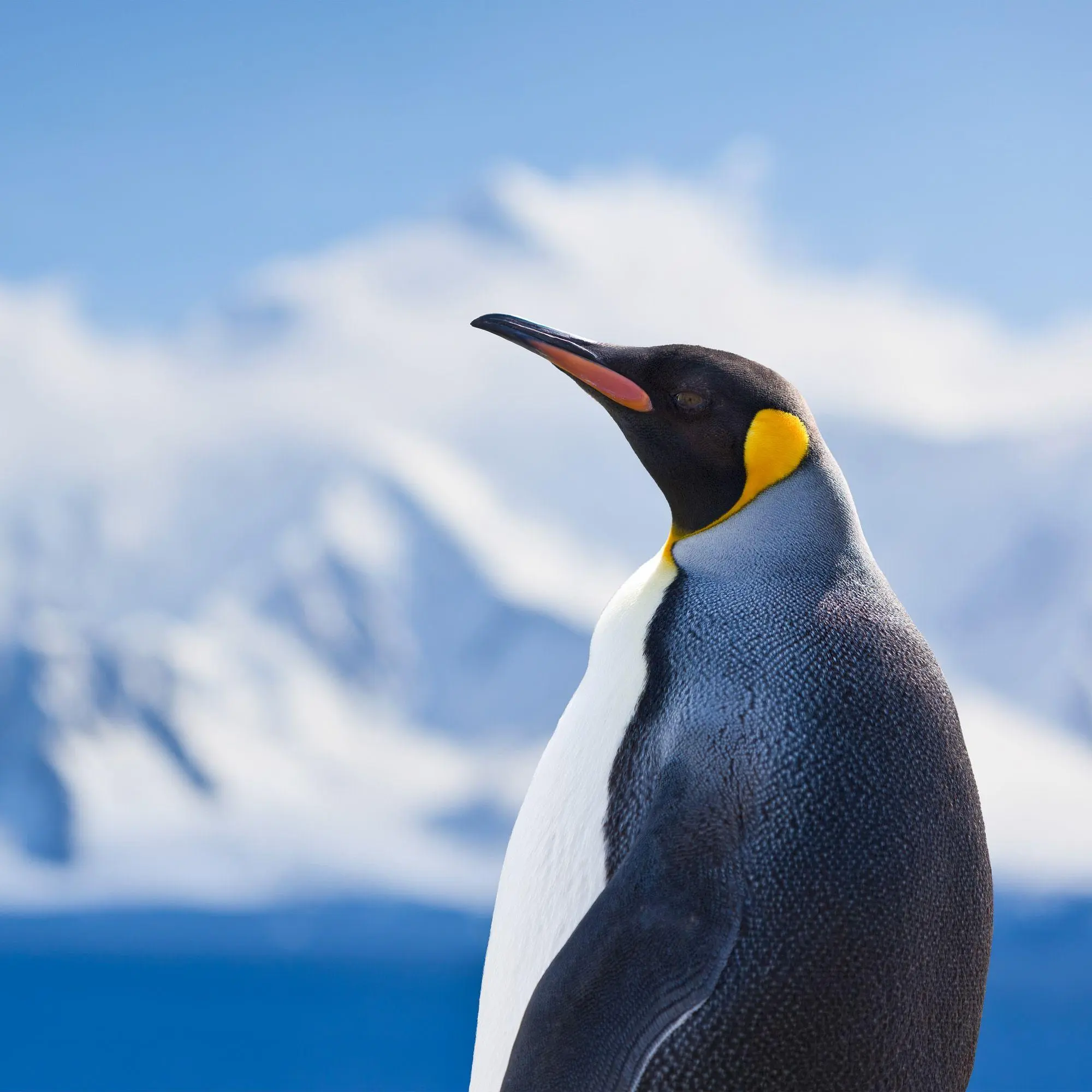 Bild: 9783959296663 | Penguins 2027 | Kalender 2027 | Kalender | 28 S. | Deutsch | 2027