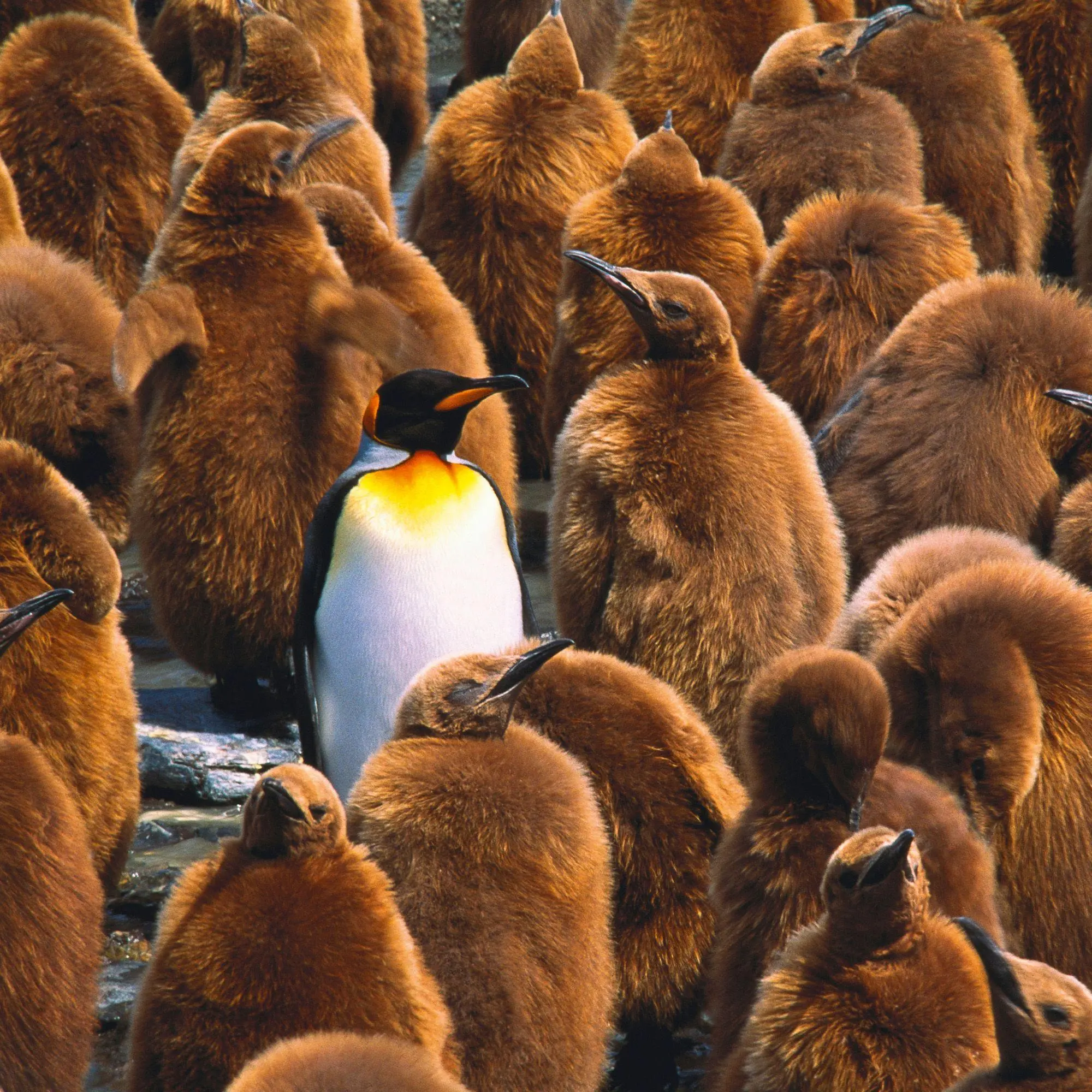 Bild: 9783959296663 | Penguins 2027 | Kalender 2027 | Kalender | 28 S. | Deutsch | 2027