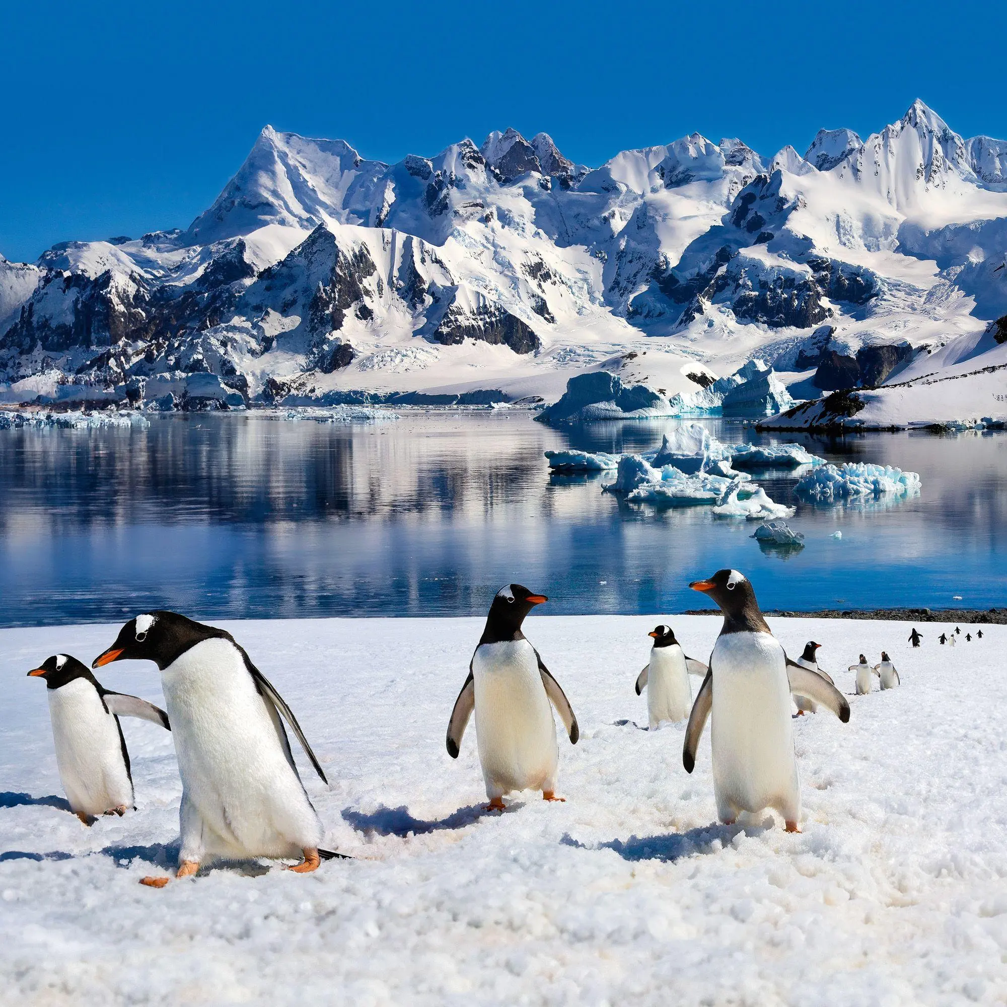 Bild: 9783959296663 | Penguins 2027 | Kalender 2027 | Kalender | 28 S. | Deutsch | 2027
