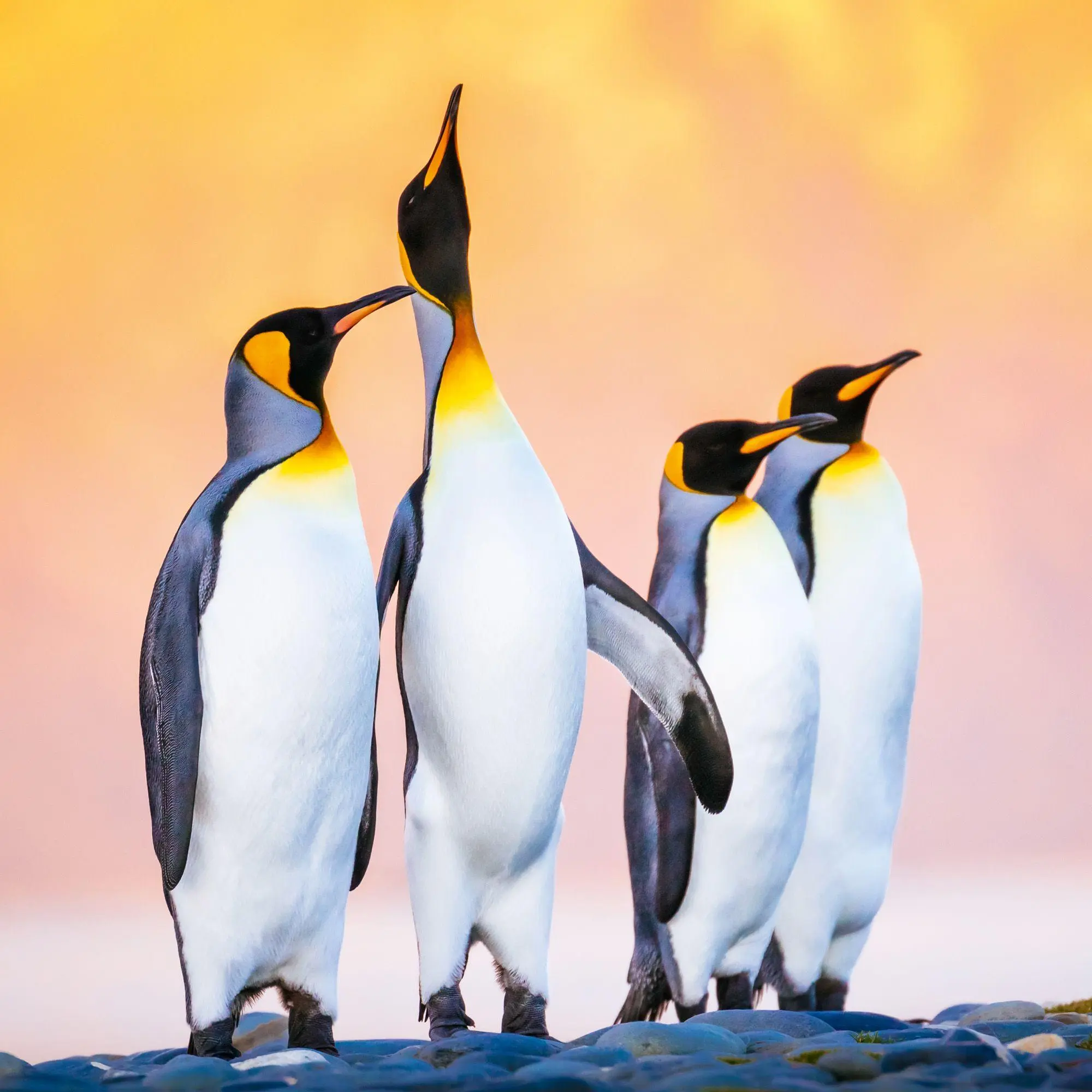 Bild: 9783959296663 | Penguins 2027 | Kalender 2027 | Kalender | 28 S. | Deutsch | 2027