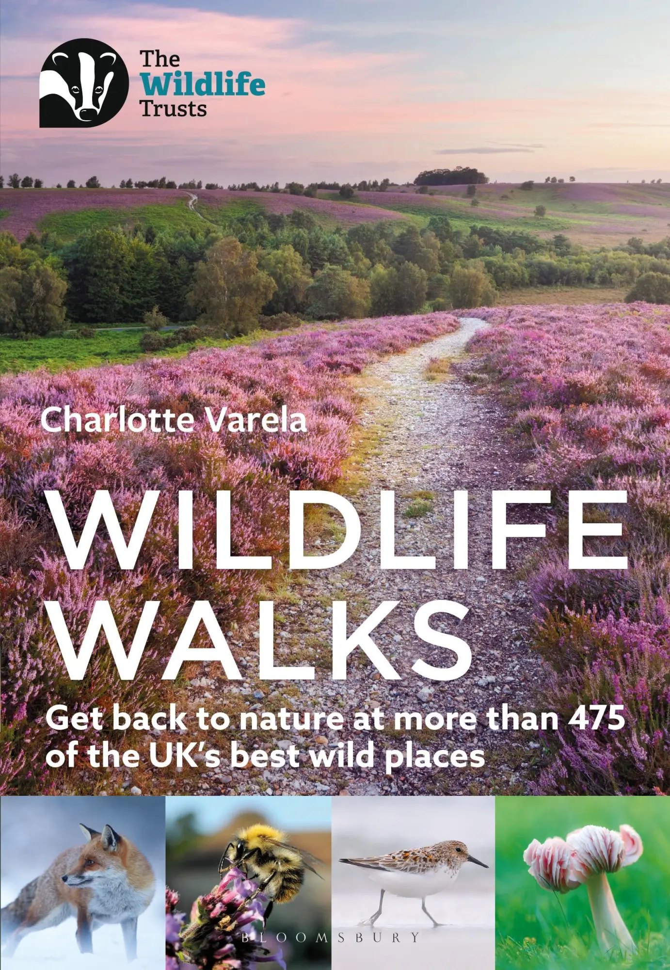 Cover: 9781472986863 | Wildlife Walks | Charlotte Varela | Taschenbuch | Englisch | 2022
