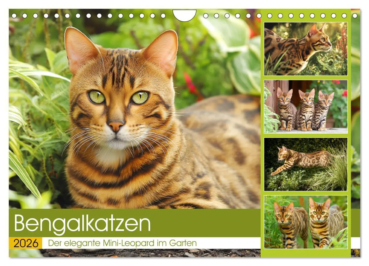 Cover: 9783516026863 | Bengalkatzen. Der elegante Mini-Leopard im Garten (Wandkalender...