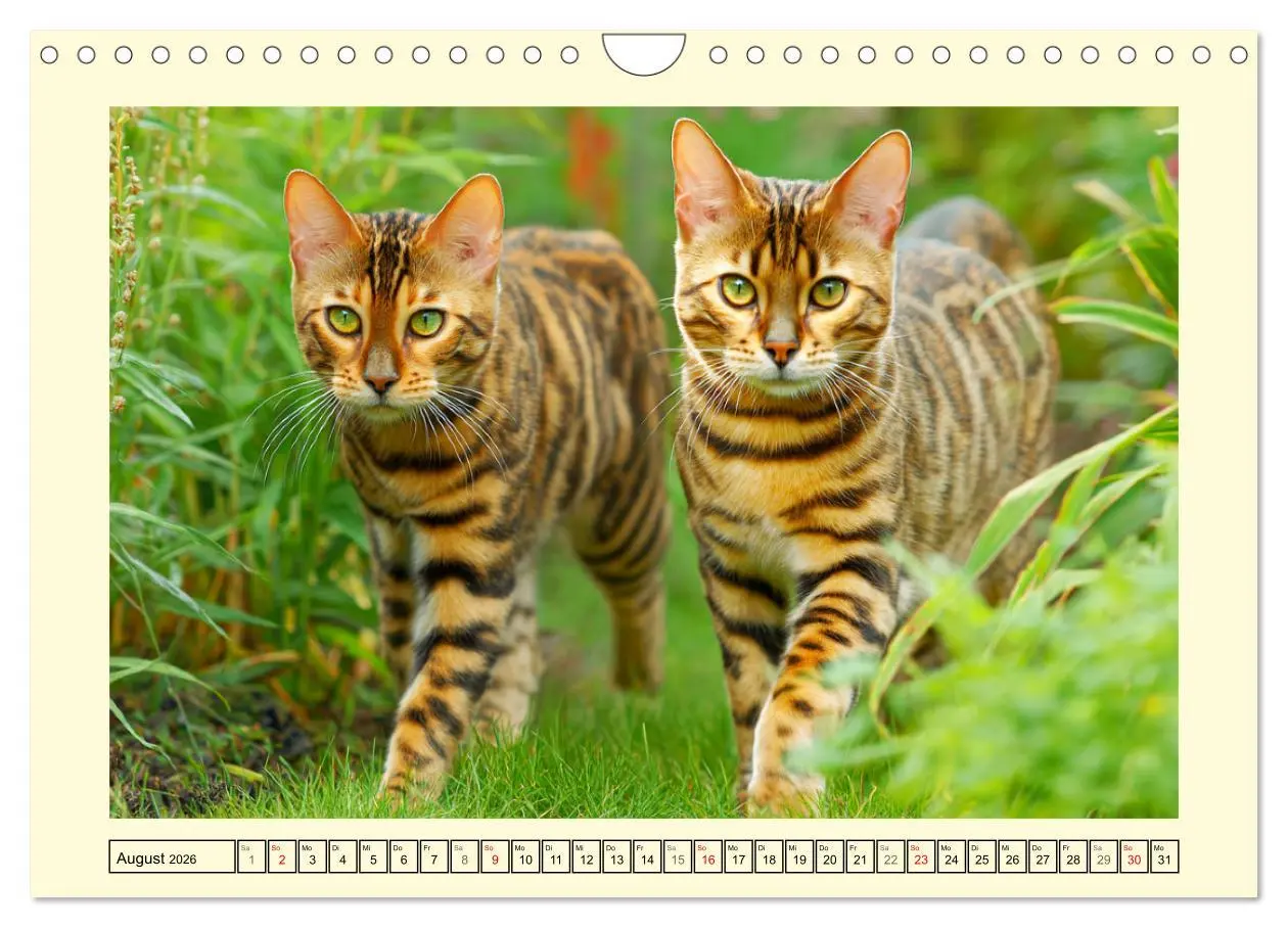 Bild: 9783516026863 | Bengalkatzen. Der elegante Mini-Leopard im Garten (Wandkalender...
