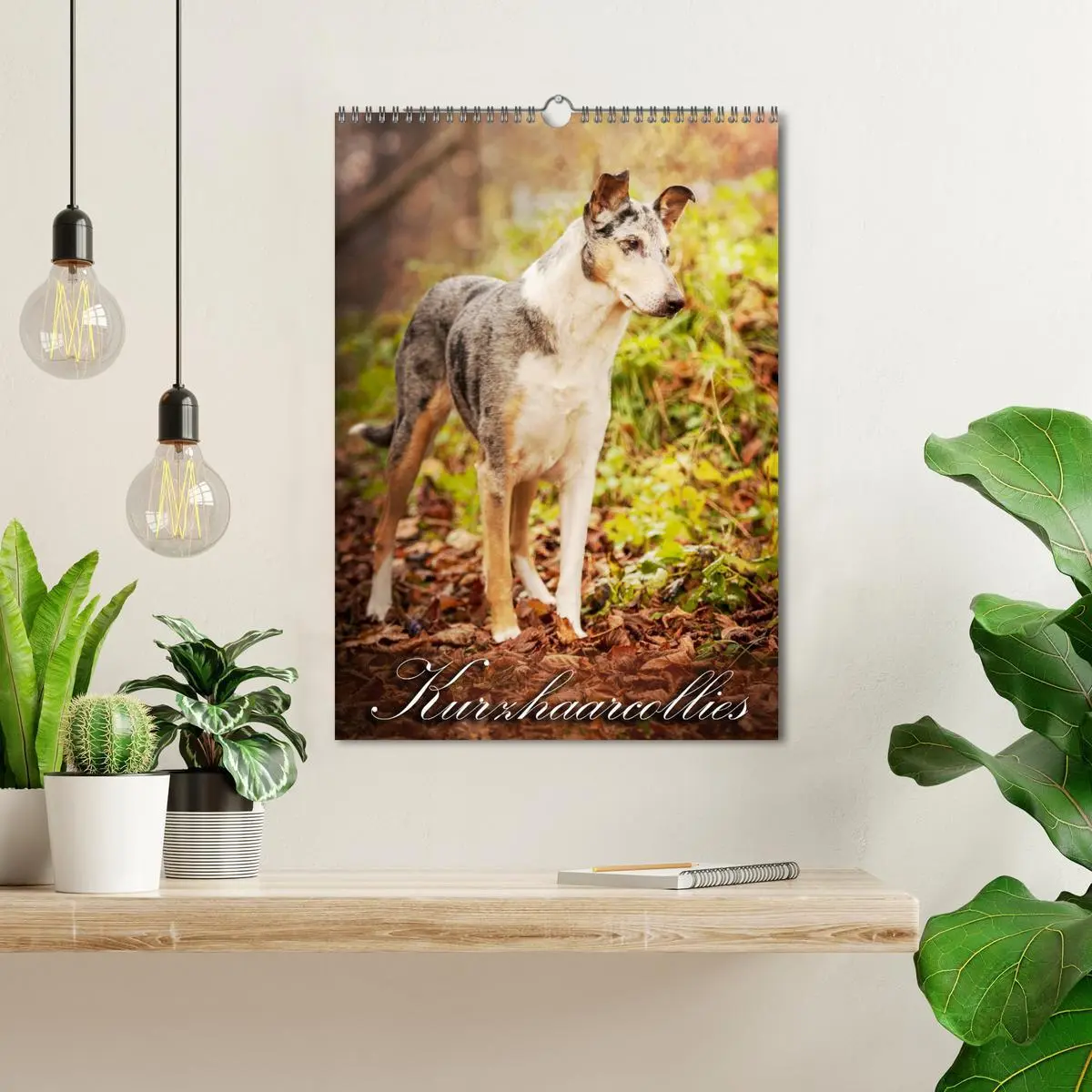 Bild: 9783516457063 | Kurzhaarcollies (Wandkalender 2026 DIN A3 hoch), CALVENDO...