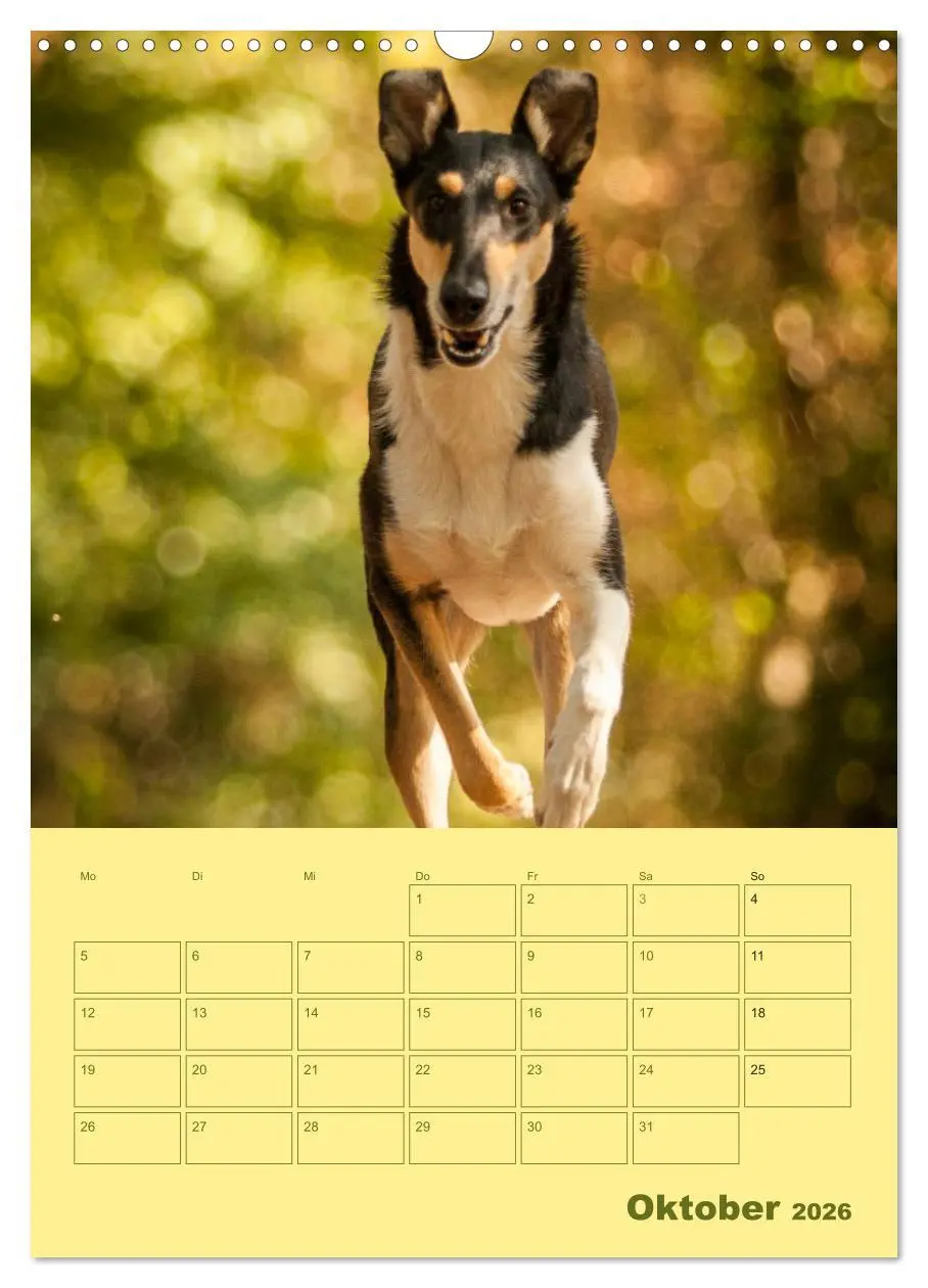 Bild: 9783516457063 | Kurzhaarcollies (Wandkalender 2026 DIN A3 hoch), CALVENDO...