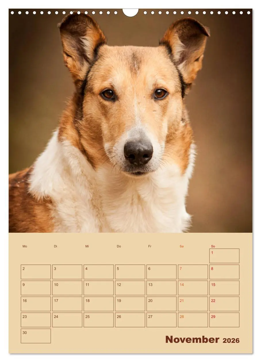 Bild: 9783516457063 | Kurzhaarcollies (Wandkalender 2026 DIN A3 hoch), CALVENDO...