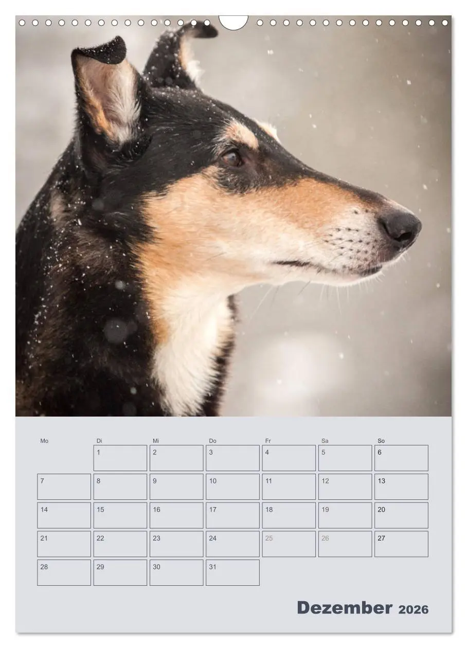 Bild: 9783516457063 | Kurzhaarcollies (Wandkalender 2026 DIN A3 hoch), CALVENDO...