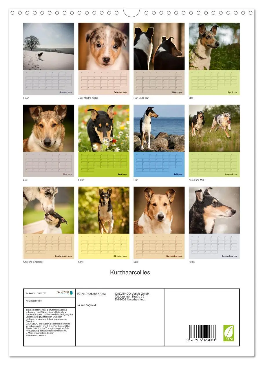 Bild: 9783516457063 | Kurzhaarcollies (Wandkalender 2026 DIN A3 hoch), CALVENDO...