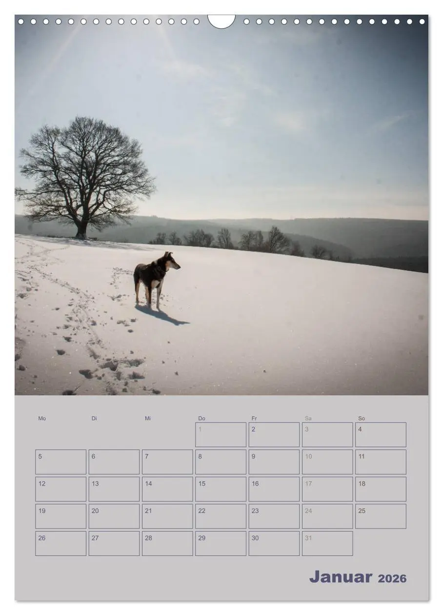 Bild: 9783516457063 | Kurzhaarcollies (Wandkalender 2026 DIN A3 hoch), CALVENDO...
