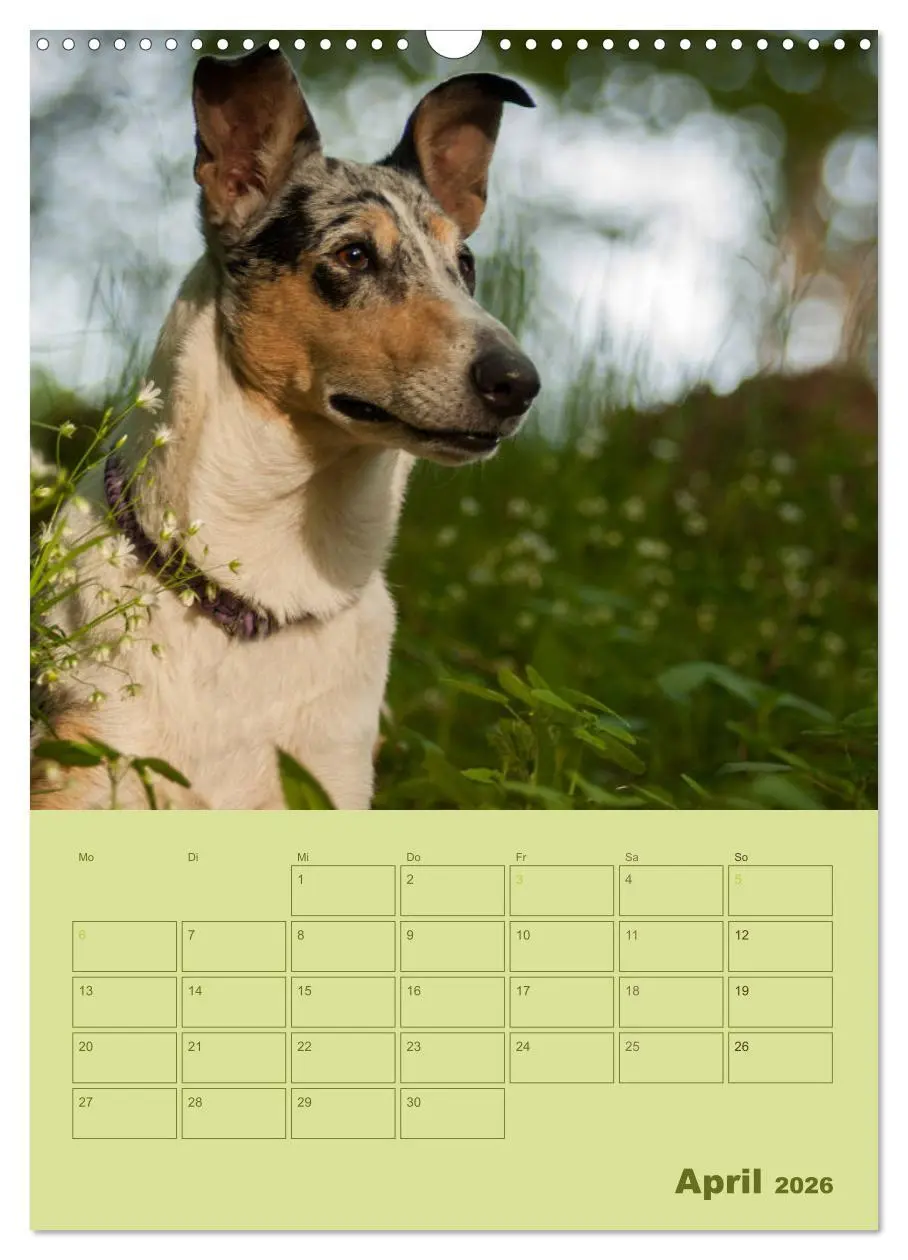Bild: 9783516457063 | Kurzhaarcollies (Wandkalender 2026 DIN A3 hoch), CALVENDO...