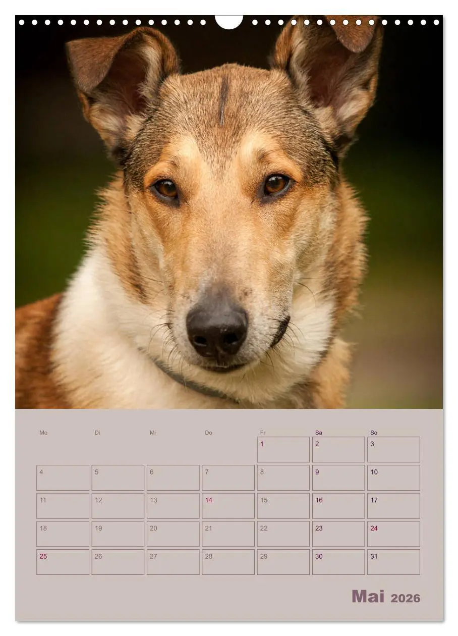 Bild: 9783516457063 | Kurzhaarcollies (Wandkalender 2026 DIN A3 hoch), CALVENDO...