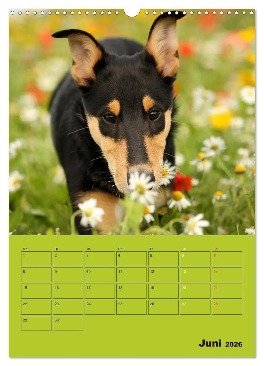 Bild: 9783516457063 | Kurzhaarcollies (Wandkalender 2026 DIN A3 hoch), CALVENDO...