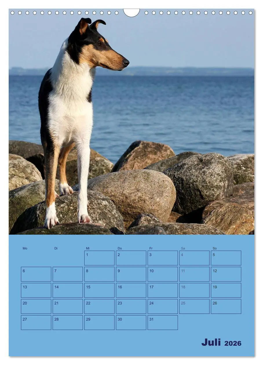 Bild: 9783516457063 | Kurzhaarcollies (Wandkalender 2026 DIN A3 hoch), CALVENDO...