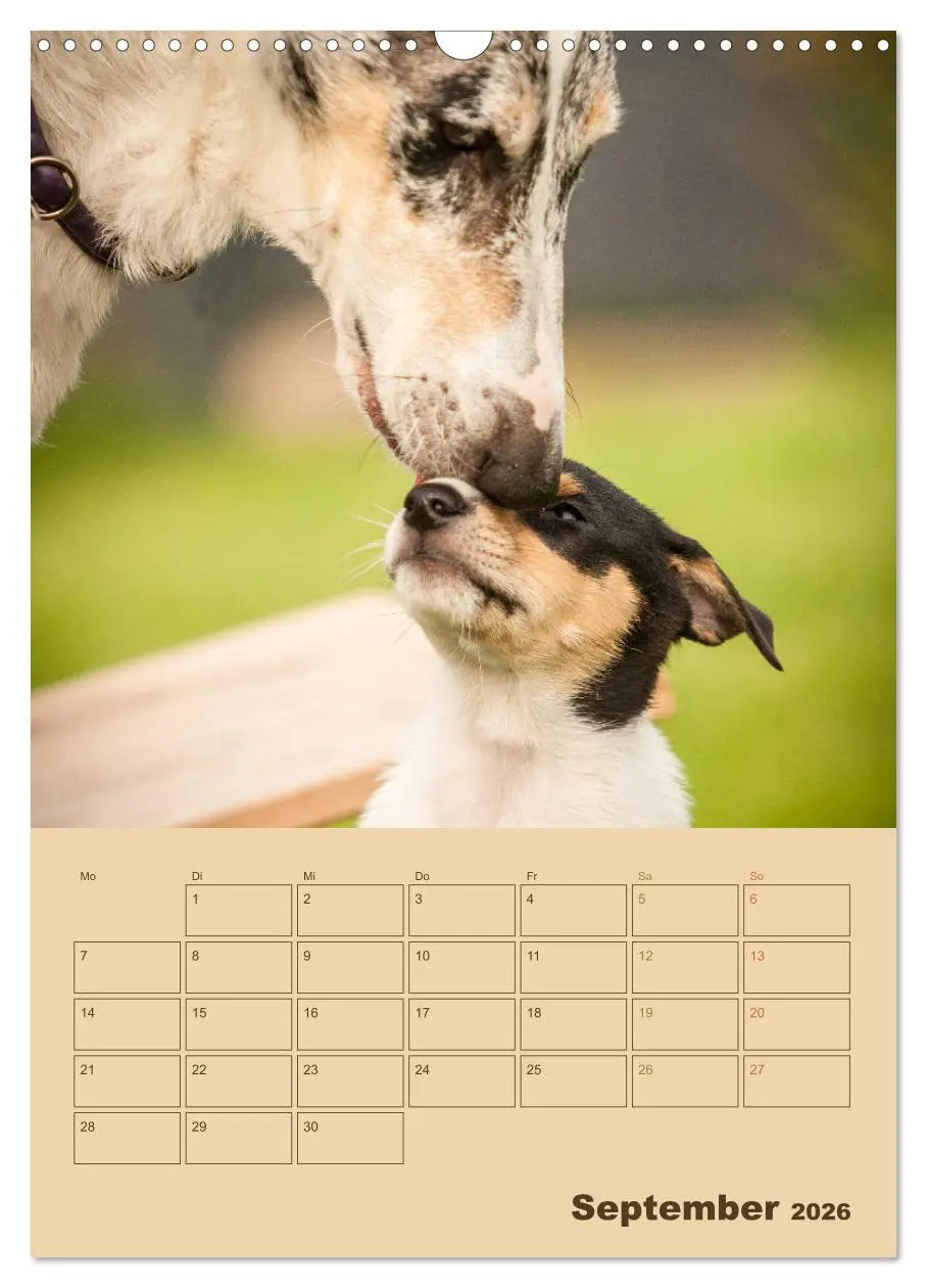 Bild: 9783516457063 | Kurzhaarcollies (Wandkalender 2026 DIN A3 hoch), CALVENDO...