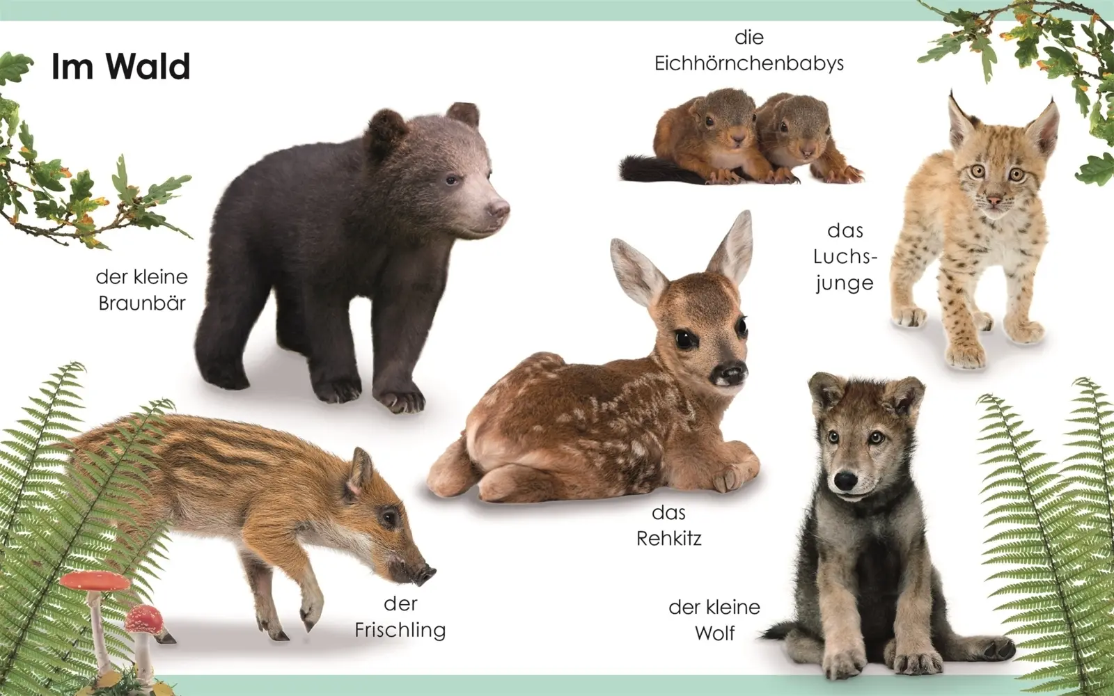 Bild: 9783831037063 | Erstes Lernen mini - Tierkinder | Bildwörterbuch | DK Verlag - Kids