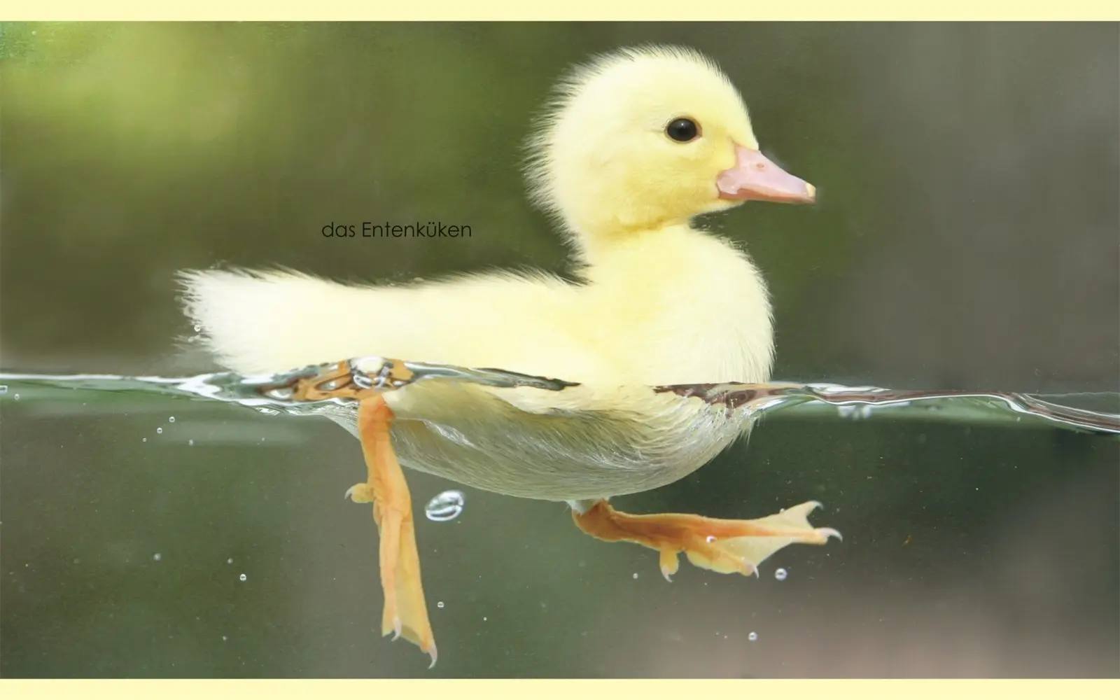 Bild: 9783831037063 | Erstes Lernen mini - Tierkinder | Bildwörterbuch | DK Verlag - Kids