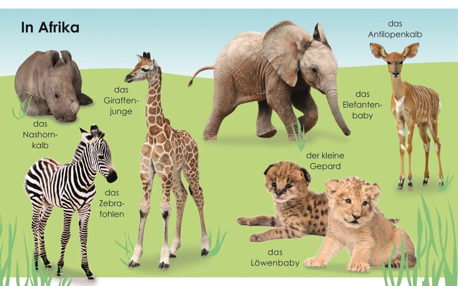 Bild: 9783831037063 | Erstes Lernen mini - Tierkinder | Bildwörterbuch | DK Verlag - Kids