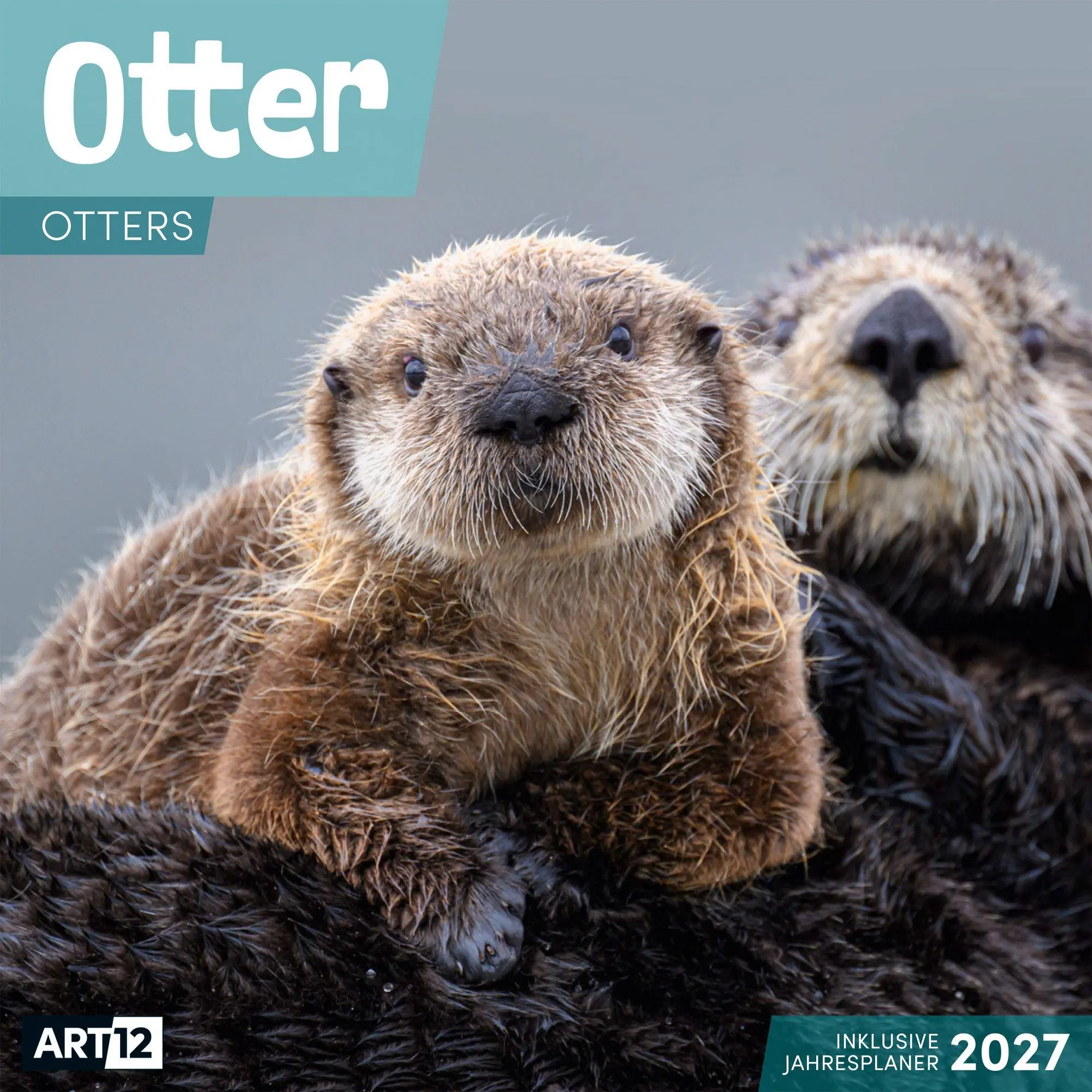 Cover: 9783838447063 | Otter Kalender 2027 - 30x30 - Art12 | Ackermann Kunstverlag GmbH