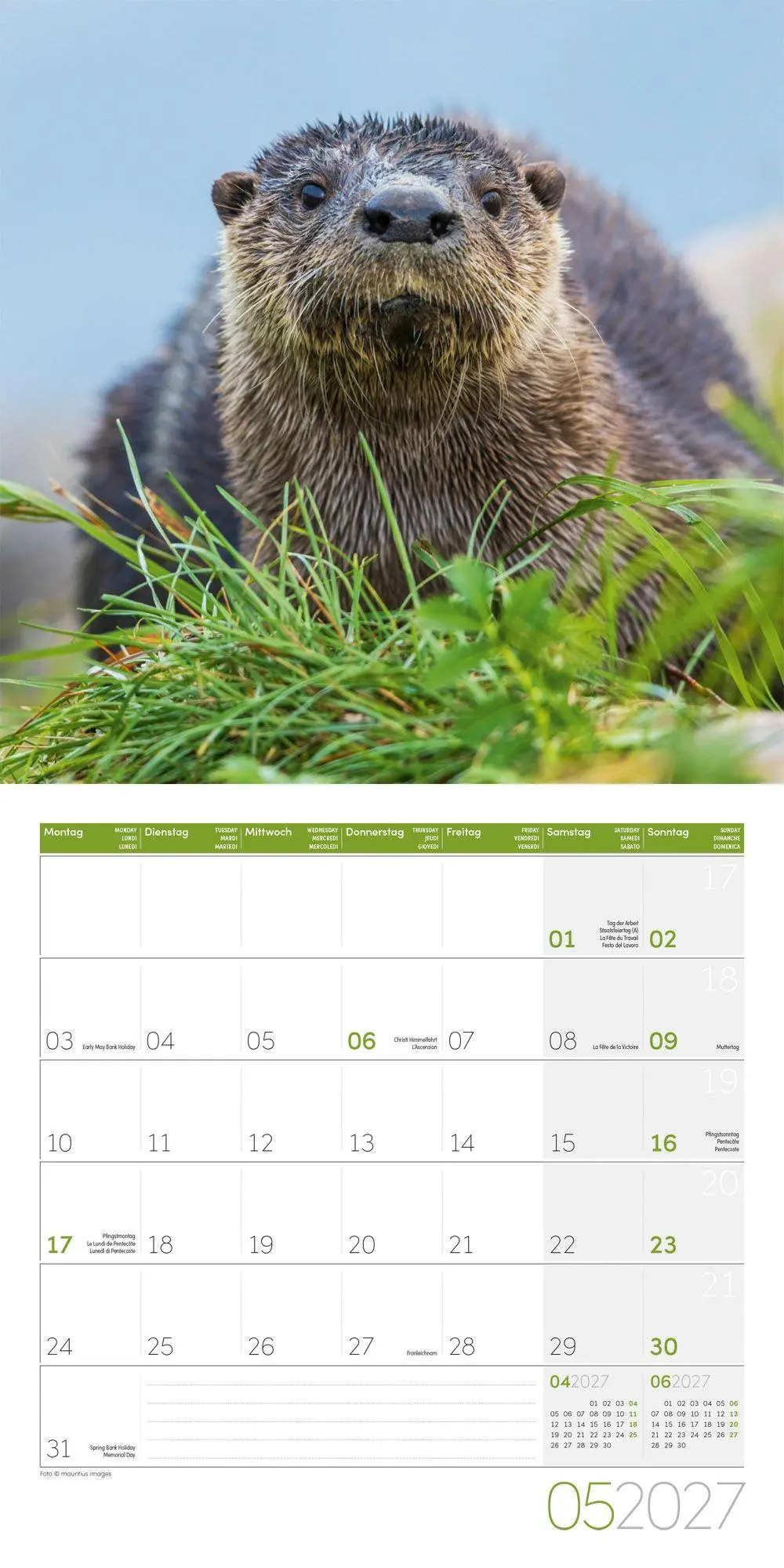 Bild: 9783838447063 | Otter Kalender 2027 - 30x30 - Art12 | Ackermann Kunstverlag GmbH