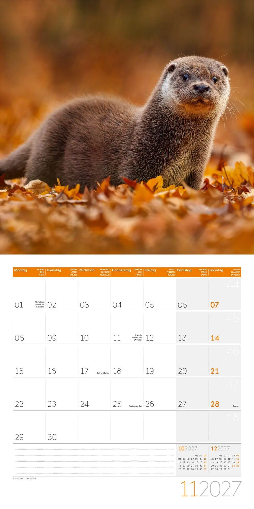 Bild: 9783838447063 | Otter Kalender 2027 - 30x30 - Art12 | Ackermann Kunstverlag GmbH