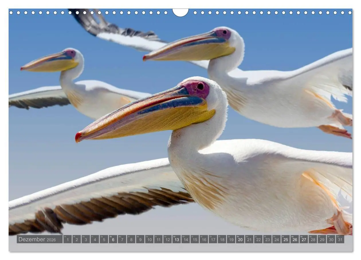 Bild: 9783516137163 | Namibia - Die Tierwelt (Wandkalender 2026 DIN A3 quer), CALVENDO...