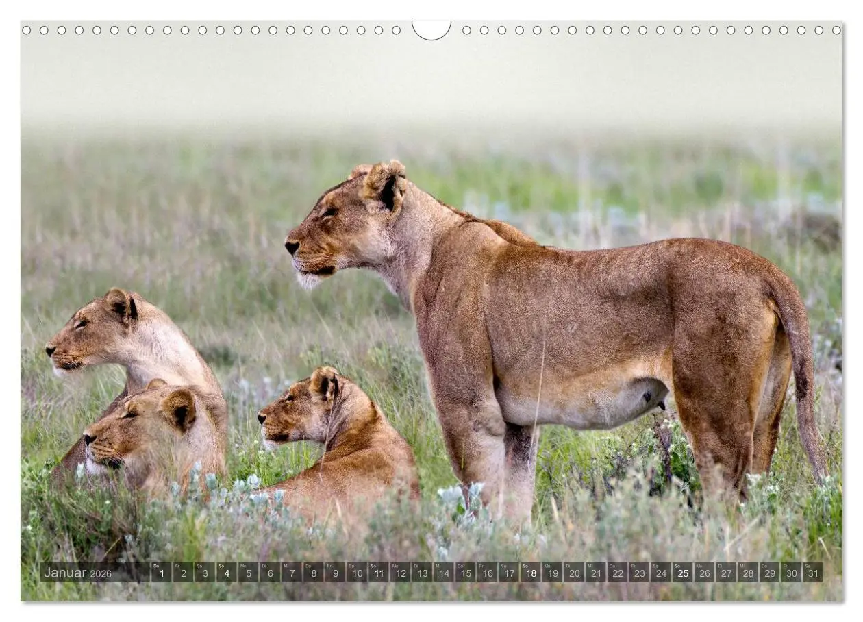 Bild: 9783516137163 | Namibia - Die Tierwelt (Wandkalender 2026 DIN A3 quer), CALVENDO...