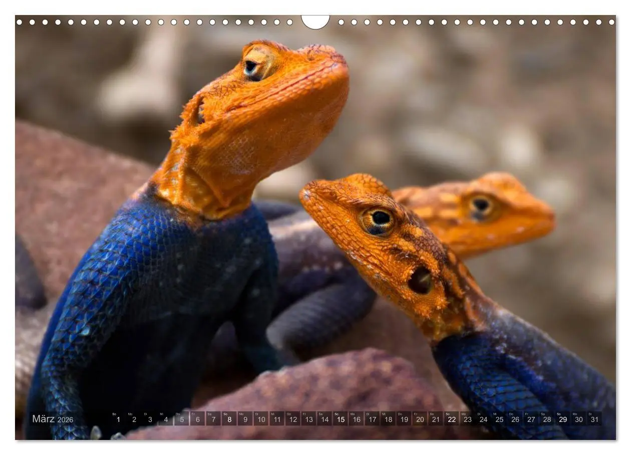 Bild: 9783516137163 | Namibia - Die Tierwelt (Wandkalender 2026 DIN A3 quer), CALVENDO...
