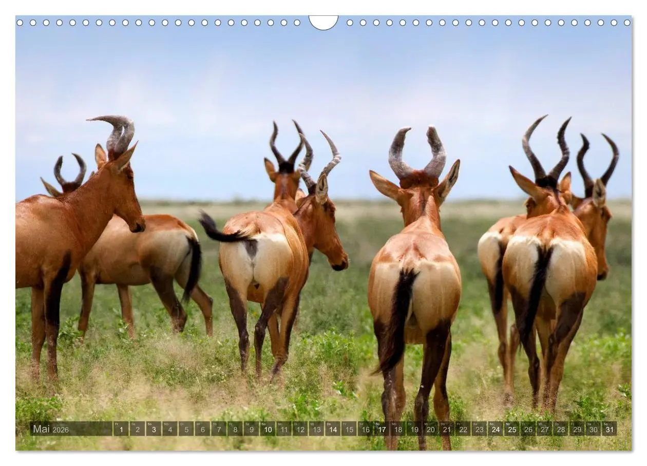 Bild: 9783516137163 | Namibia - Die Tierwelt (Wandkalender 2026 DIN A3 quer), CALVENDO...