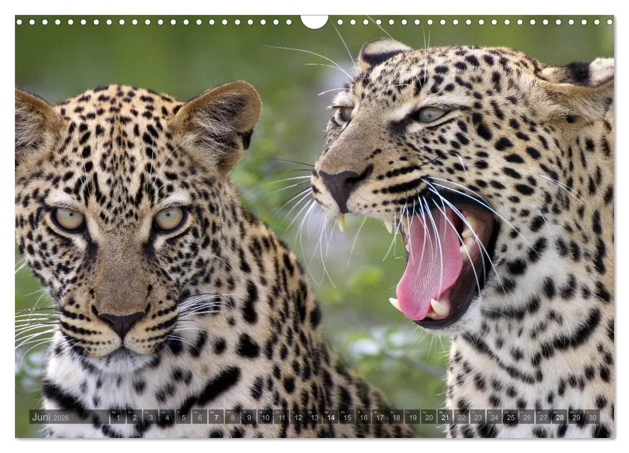 Bild: 9783516137163 | Namibia - Die Tierwelt (Wandkalender 2026 DIN A3 quer), CALVENDO...