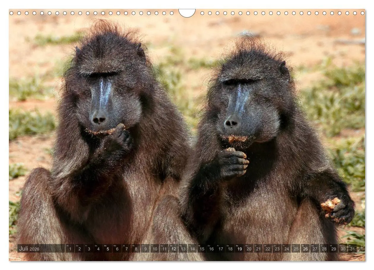 Bild: 9783516137163 | Namibia - Die Tierwelt (Wandkalender 2026 DIN A3 quer), CALVENDO...