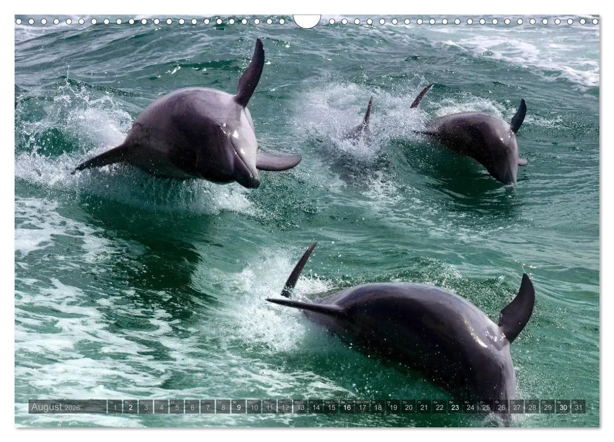 Bild: 9783516137163 | Namibia - Die Tierwelt (Wandkalender 2026 DIN A3 quer), CALVENDO...