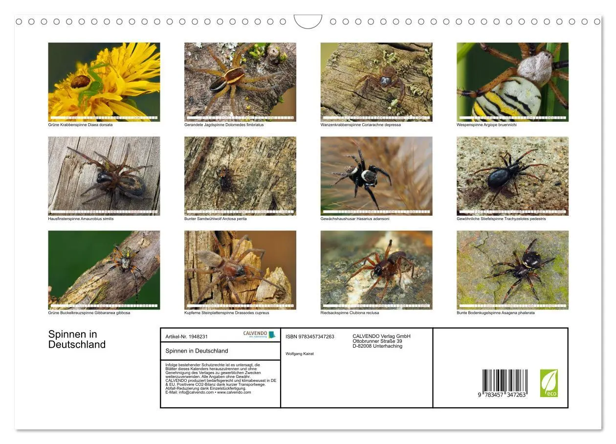 Bild: 9783457347263 | Spinnen in Deutschland (Wandkalender 2026 DIN A3 quer), CALVENDO...