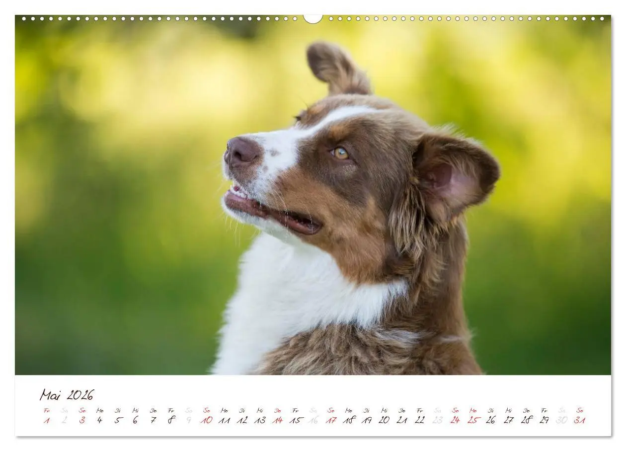 Bild: 9783516197563 | Wunderbare Australian Shepherds (hochwertiger Premium Wandkalender...