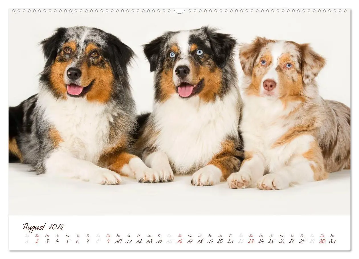 Bild: 9783516197563 | Wunderbare Australian Shepherds (hochwertiger Premium Wandkalender...
