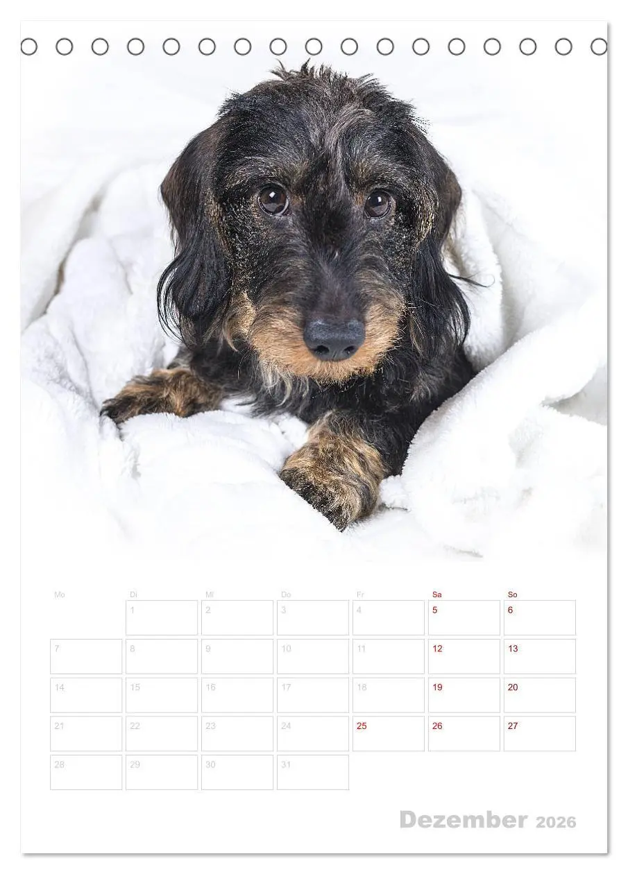 Bild: 9783516407563 | Der Dackel (M)ein treuer Weggefährte (Tischkalender 2026 DIN A5...