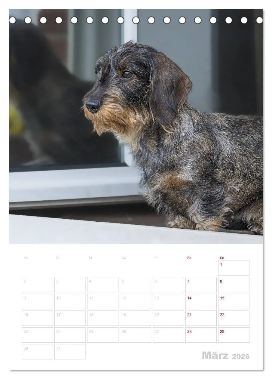 Bild: 9783516407563 | Der Dackel (M)ein treuer Weggefährte (Tischkalender 2026 DIN A5...