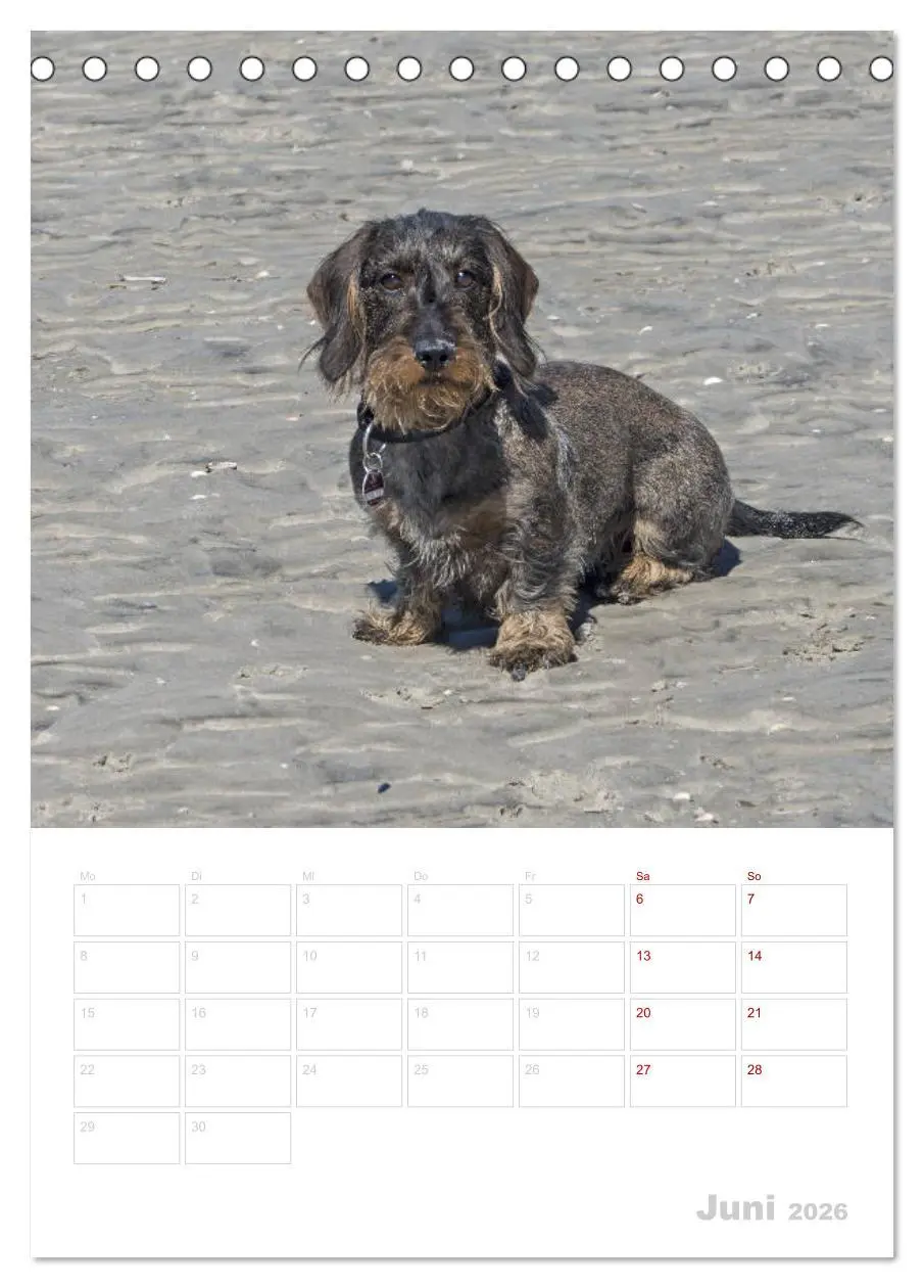 Bild: 9783516407563 | Der Dackel (M)ein treuer Weggefährte (Tischkalender 2026 DIN A5...