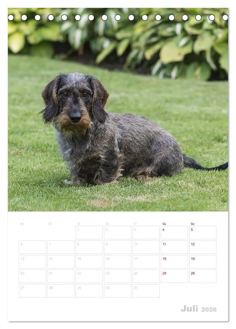 Bild: 9783516407563 | Der Dackel (M)ein treuer Weggefährte (Tischkalender 2026 DIN A5...