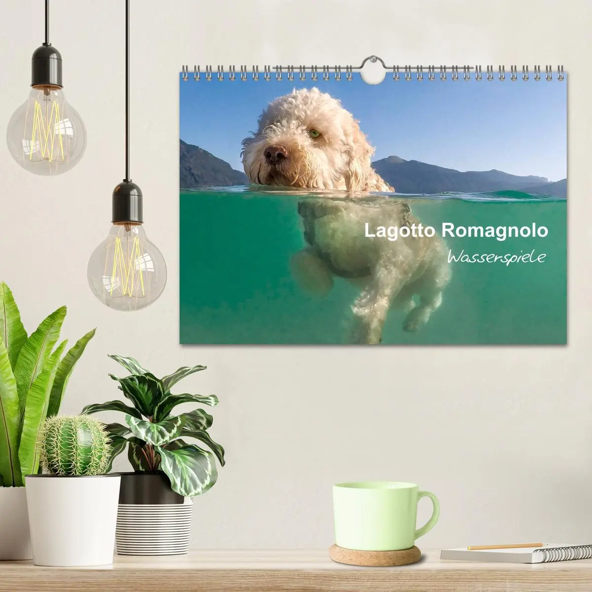 Bild: 9783457777763 | Lagotto Romagnolo - Wasserspiele (Wandkalender 2026 DIN A4 quer),...