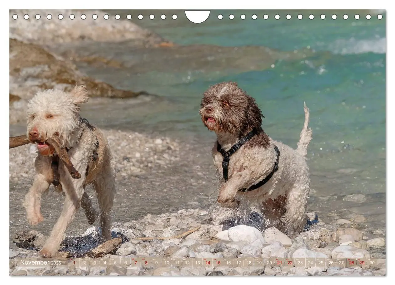 Bild: 9783457777763 | Lagotto Romagnolo - Wasserspiele (Wandkalender 2026 DIN A4 quer),...