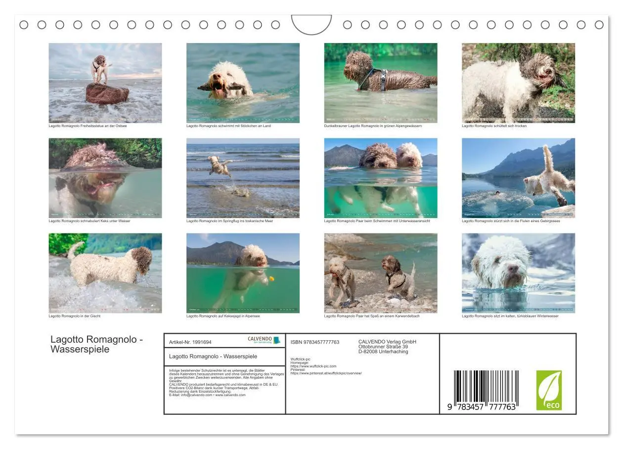 Bild: 9783457777763 | Lagotto Romagnolo - Wasserspiele (Wandkalender 2026 DIN A4 quer),...